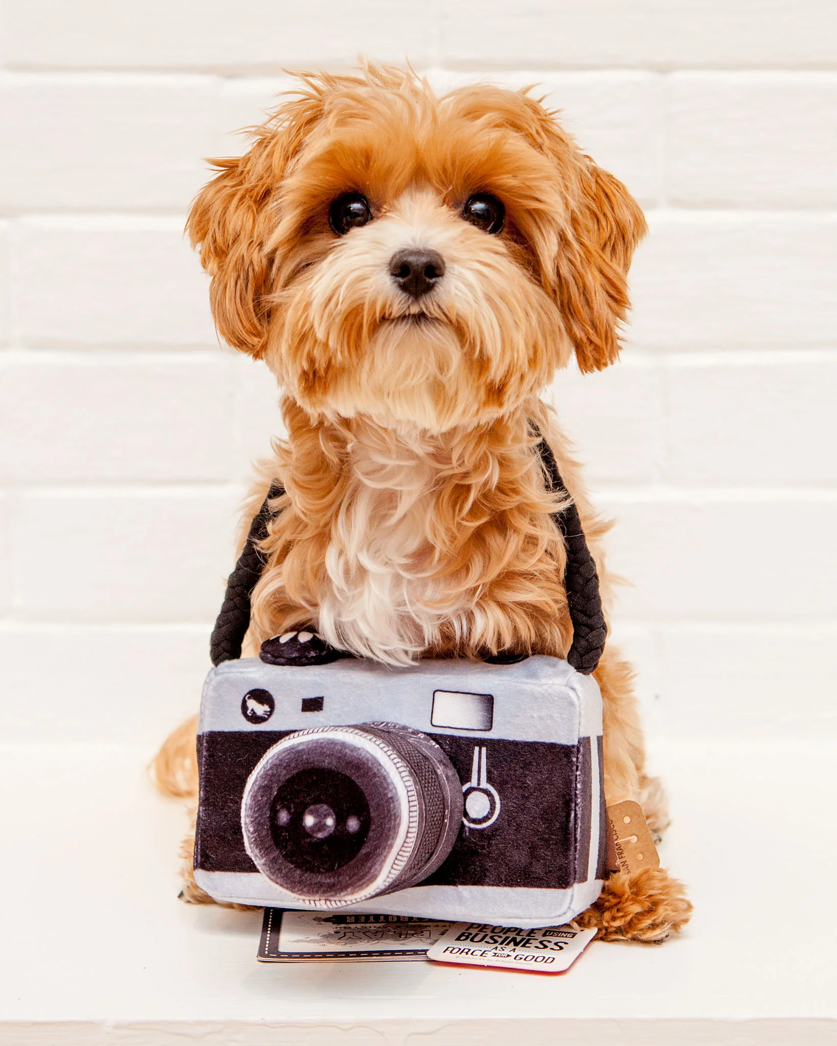 Lens Licker Camera Squeaker Dog Toy - Image 2
