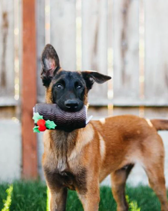 Yule Log Crinkle Dog Toy - Image 2