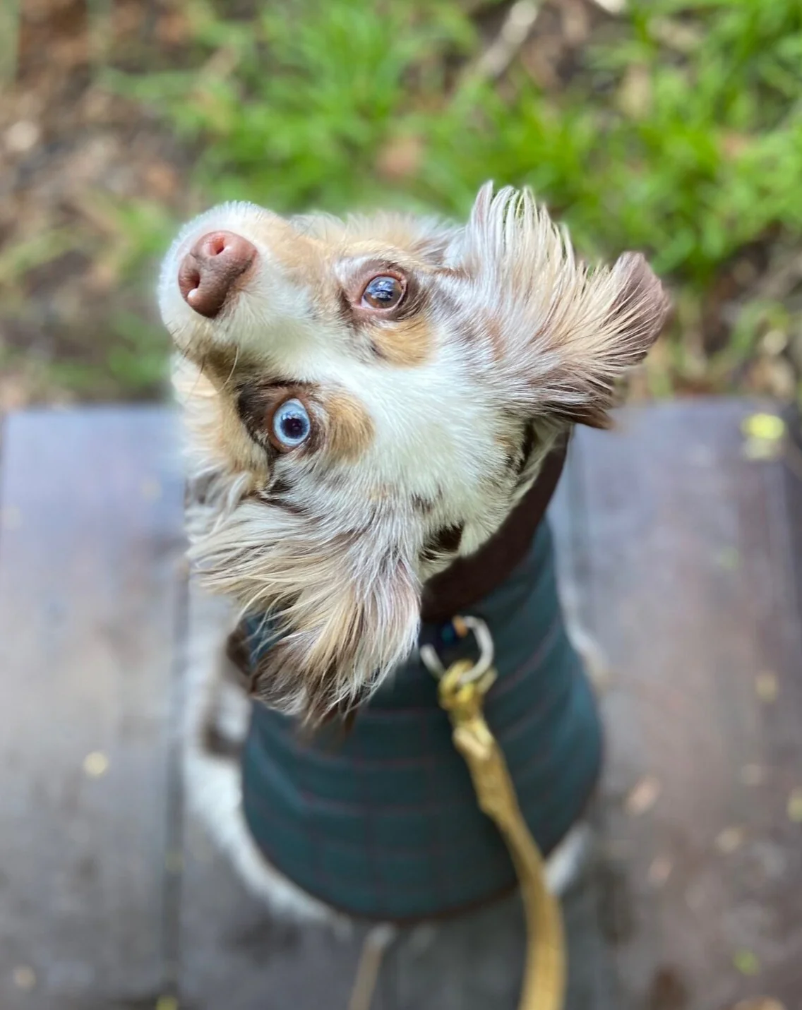 The Traveler Fleece-Lined Waterproof Dog Coat << FINAL SALE >> - Image 4