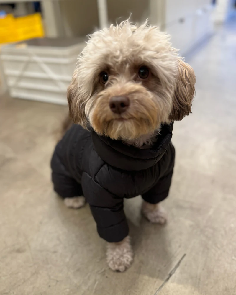 Padded Goosefeel Winter Coverall for Dogs - Image 5