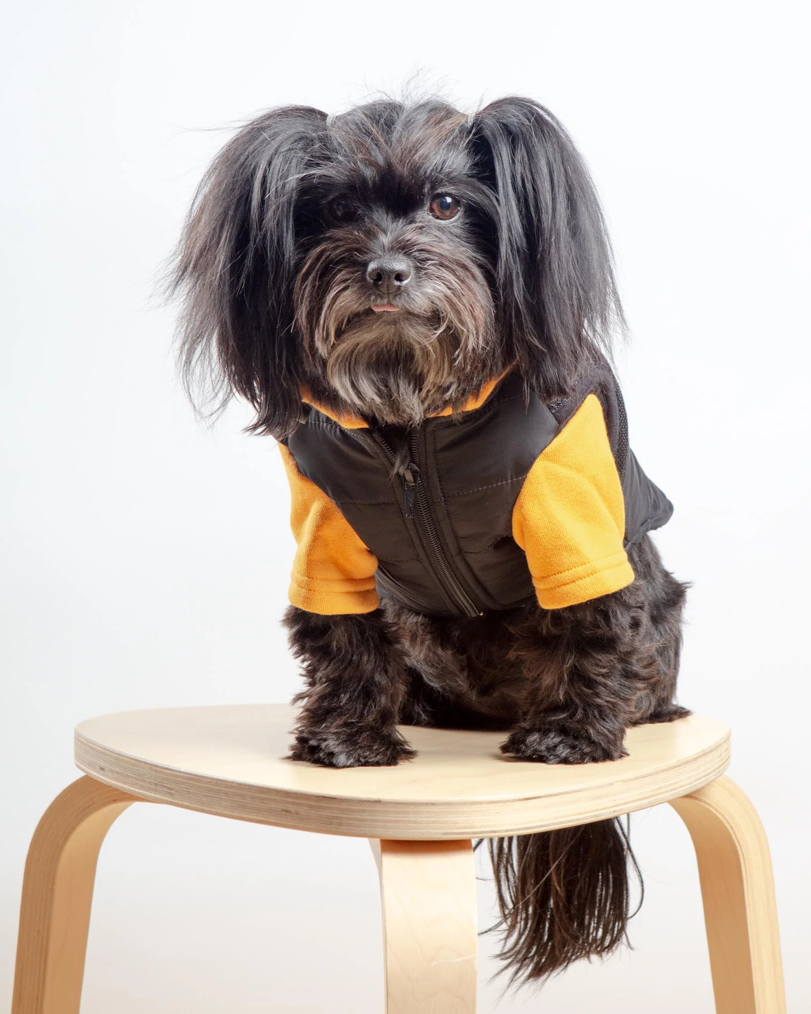 Padded Hoodie Harness Dog Jacket (FINAL SALE) - Image 3