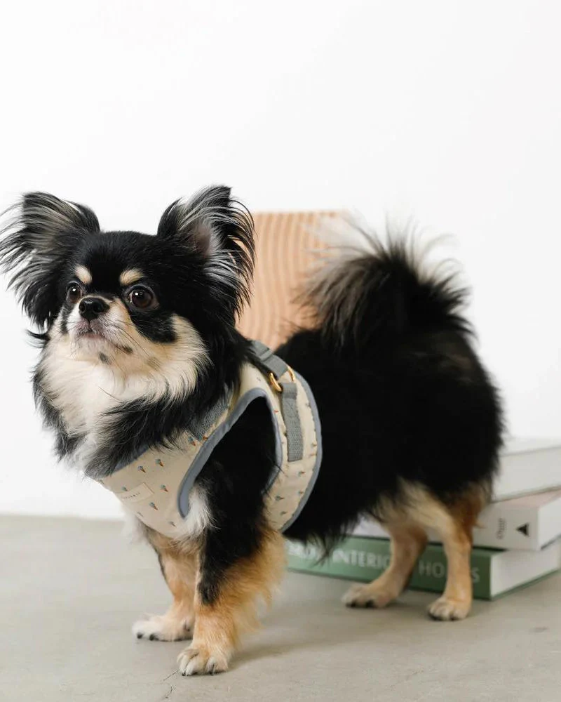 Padded Ice Cream Cone Dog Harness + Lead Set (FINAL SALE) - Image 3