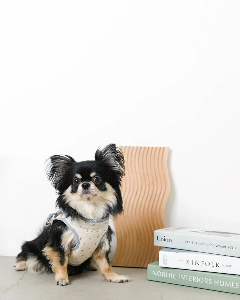 Padded Ice Cream Cone Dog Harness + Lead Set (FINAL SALE) - Image 4