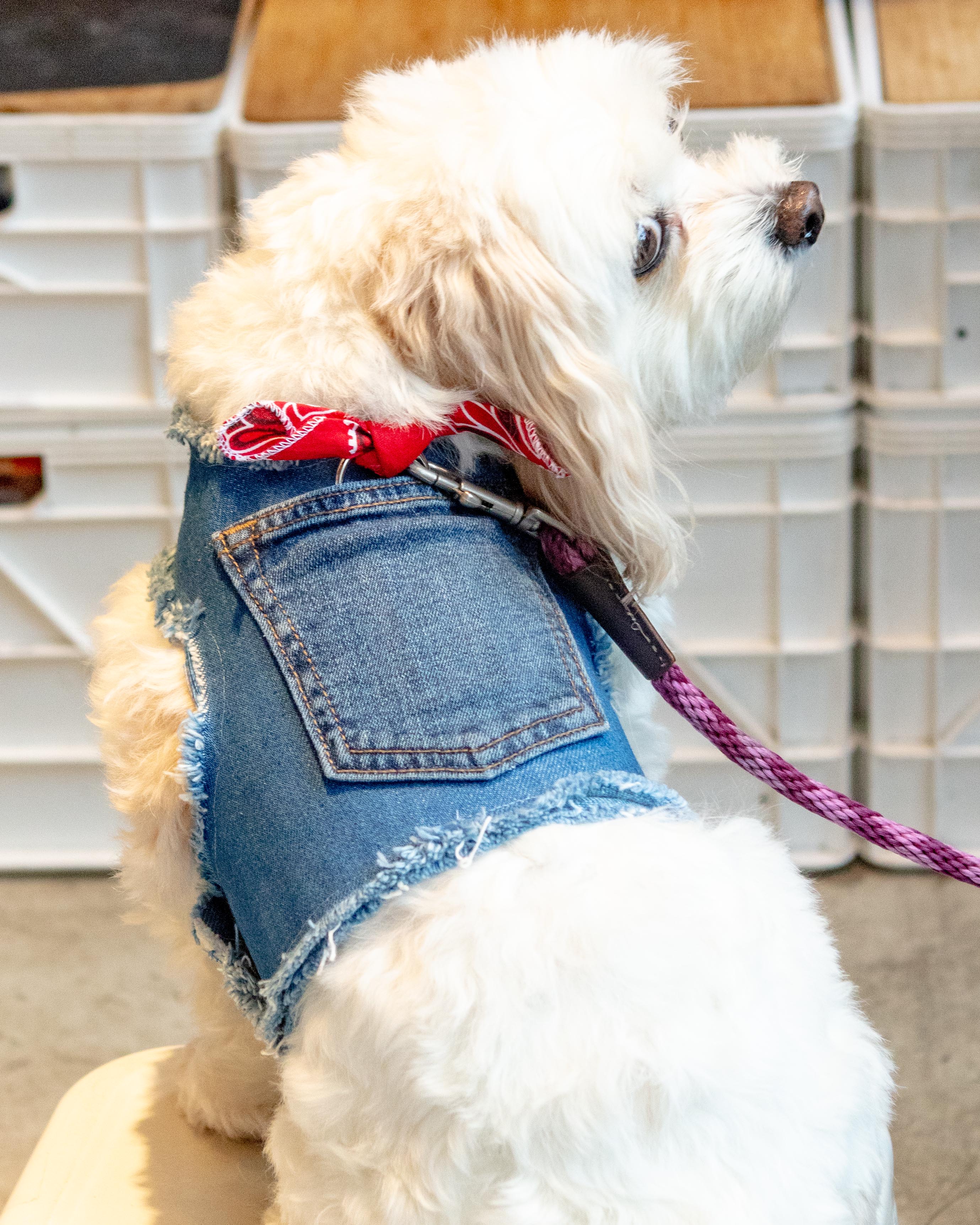 Paisley Bandana Denim Dog Harness (Made in the USA) (Dog & Co. Exclusive)