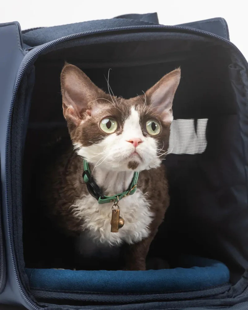 Passenger Travel Pet Carrier (Airline-Friendly) - Image 4