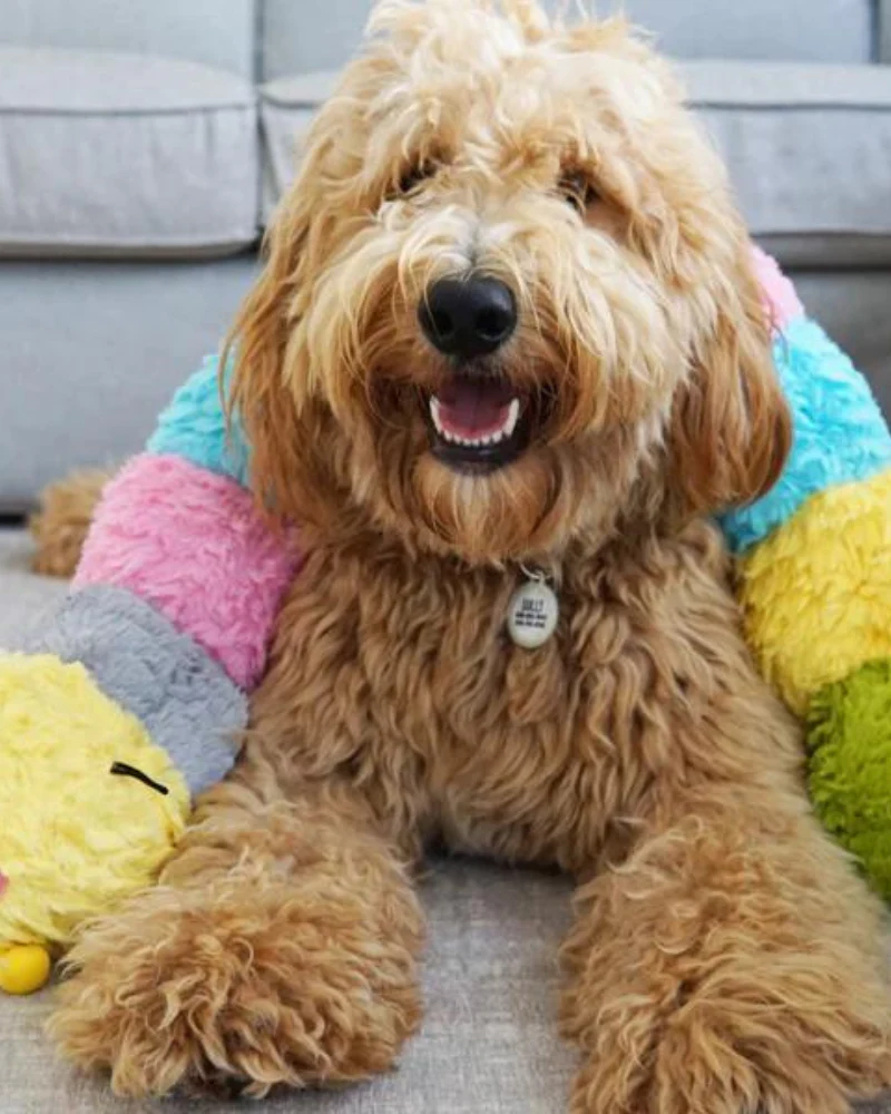 Pastel Caterpillar Jumbo Dog Toy (FINAL SALE) - Image 3