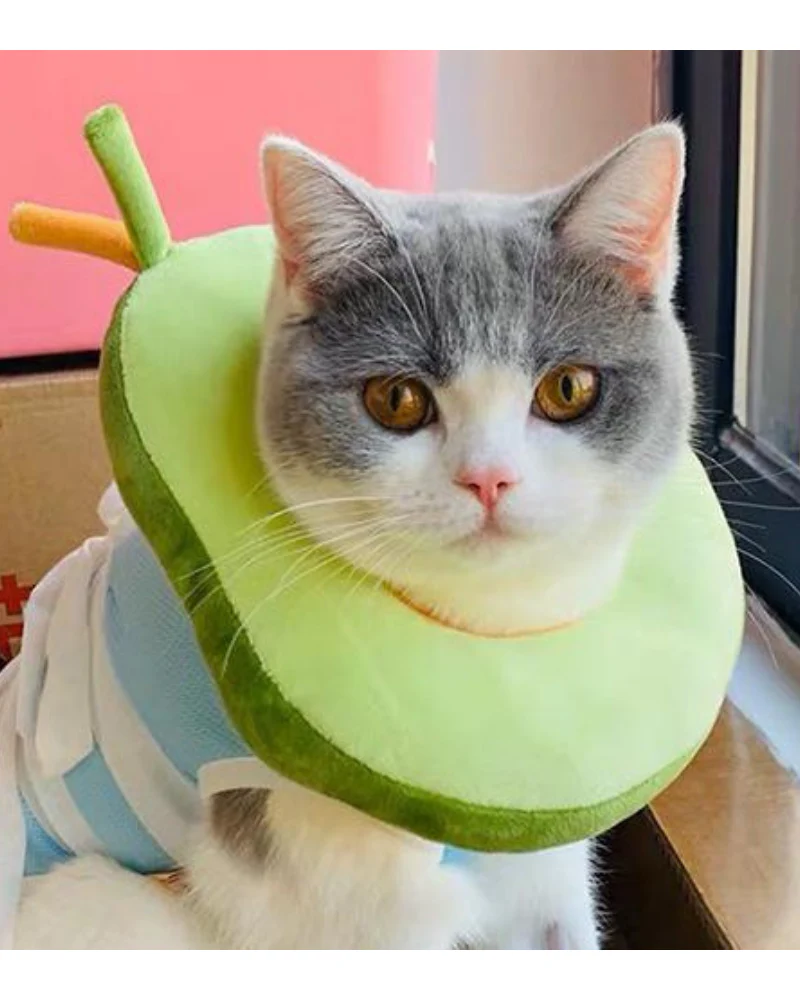 Small Dog & Cat Avocado Cone
