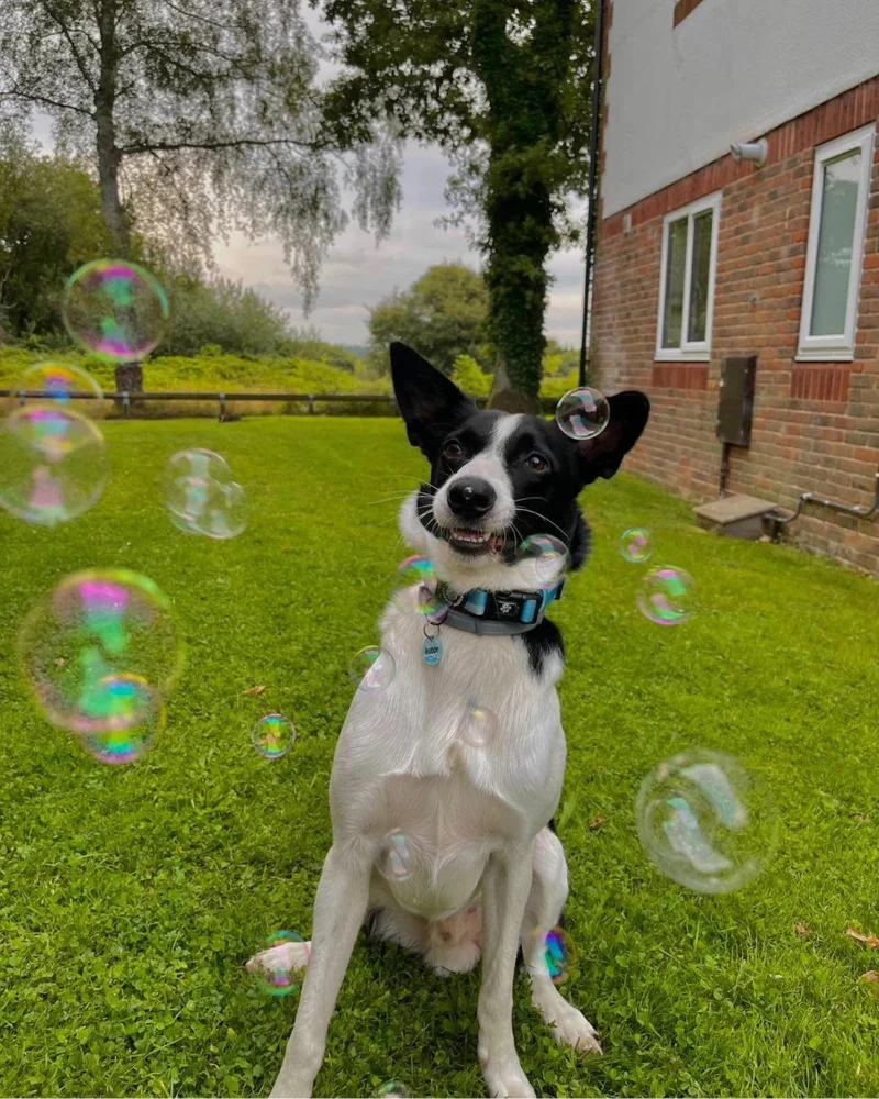 Peanut Butter Flavored Dog Bubbles (Vegan Friendly & Gluten Free) - Image 3
