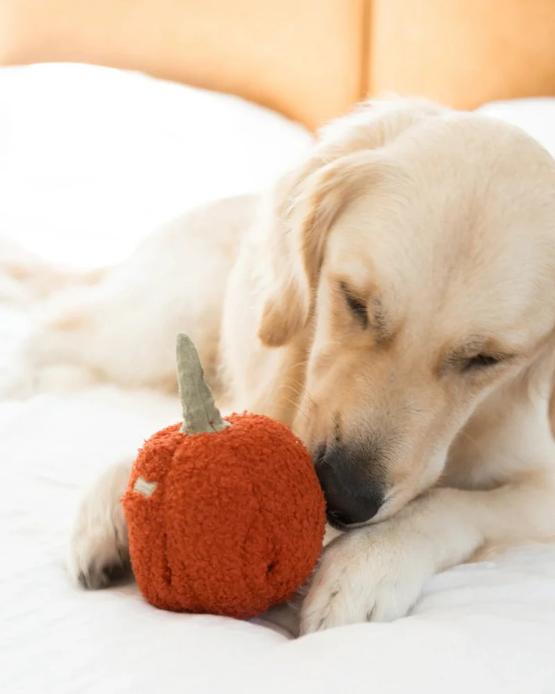 Red Pepper Enrichment Snuffle Dog Toy - Image 2