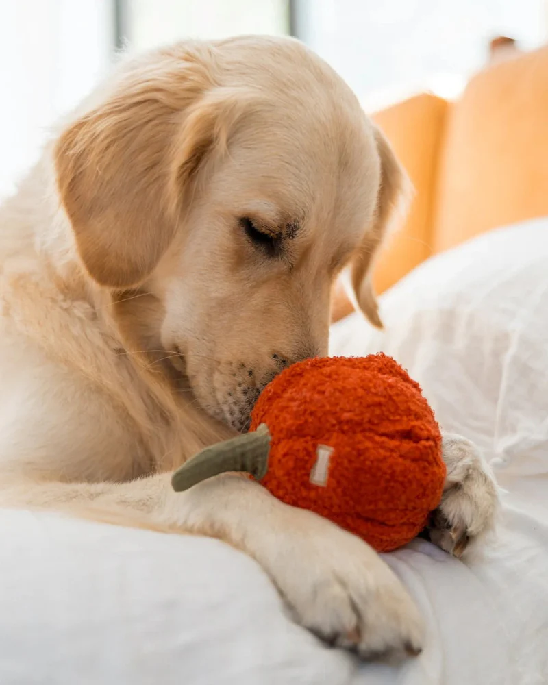 Red Pepper Enrichment Snuffle Dog Toy - Image 3