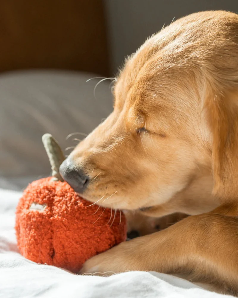 Red Pepper Enrichment Snuffle Dog Toy - Image 4