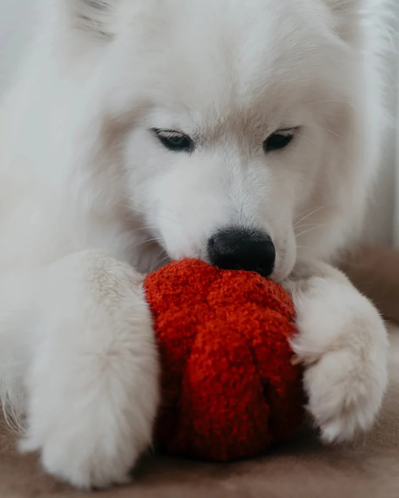 Red Pepper Enrichment Snuffle Dog Toy - Image 5