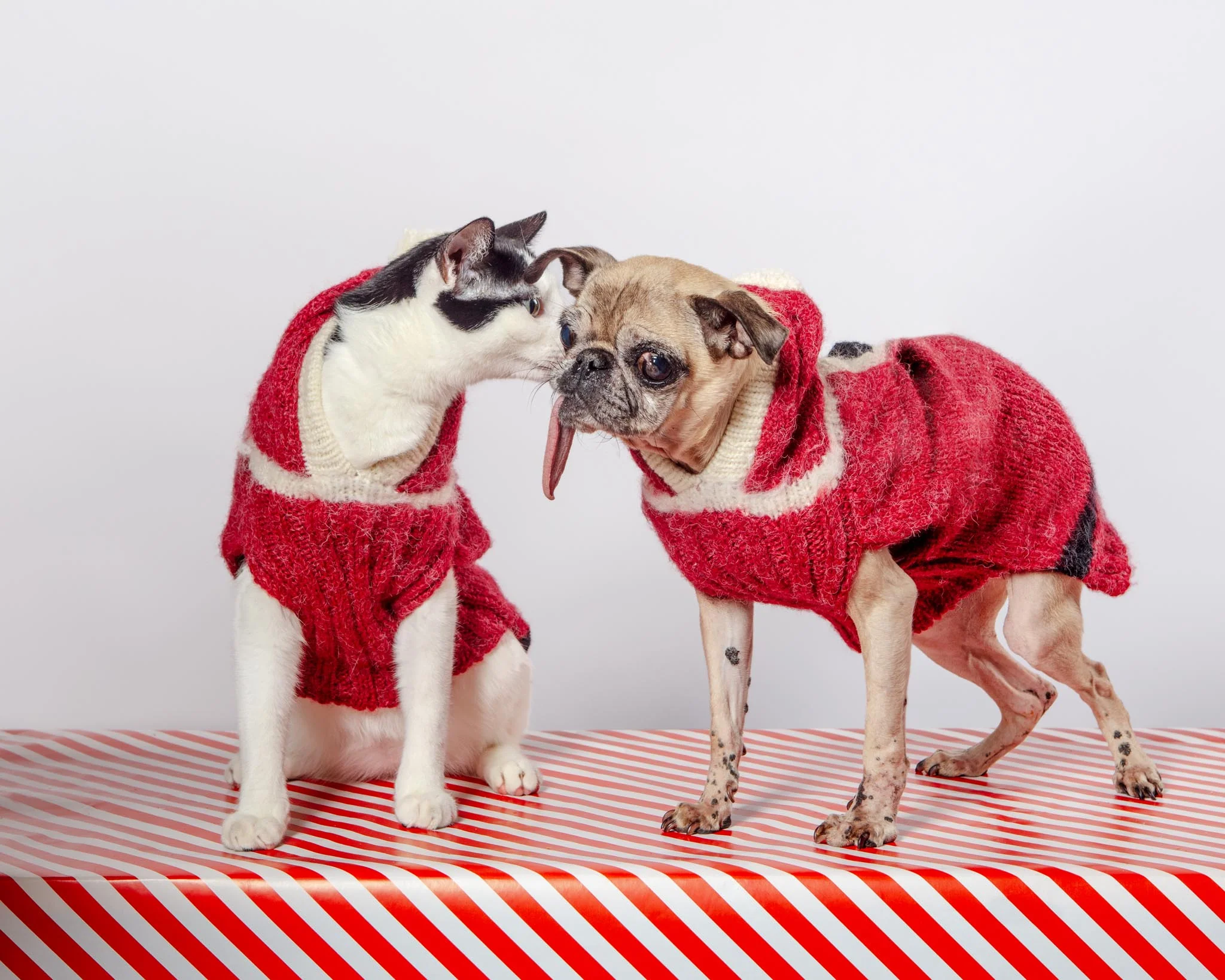 Santa Paws Hand Knit Dog Sweater (FINAL SALE) - Image 14
