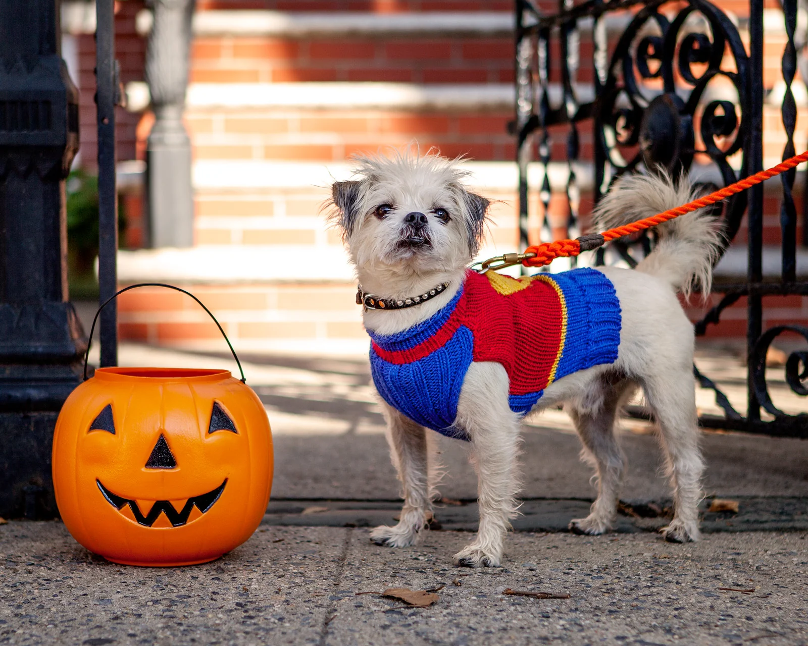 SuperDog! Hand Knit Sweater << CLEARANCE >> - Image 5