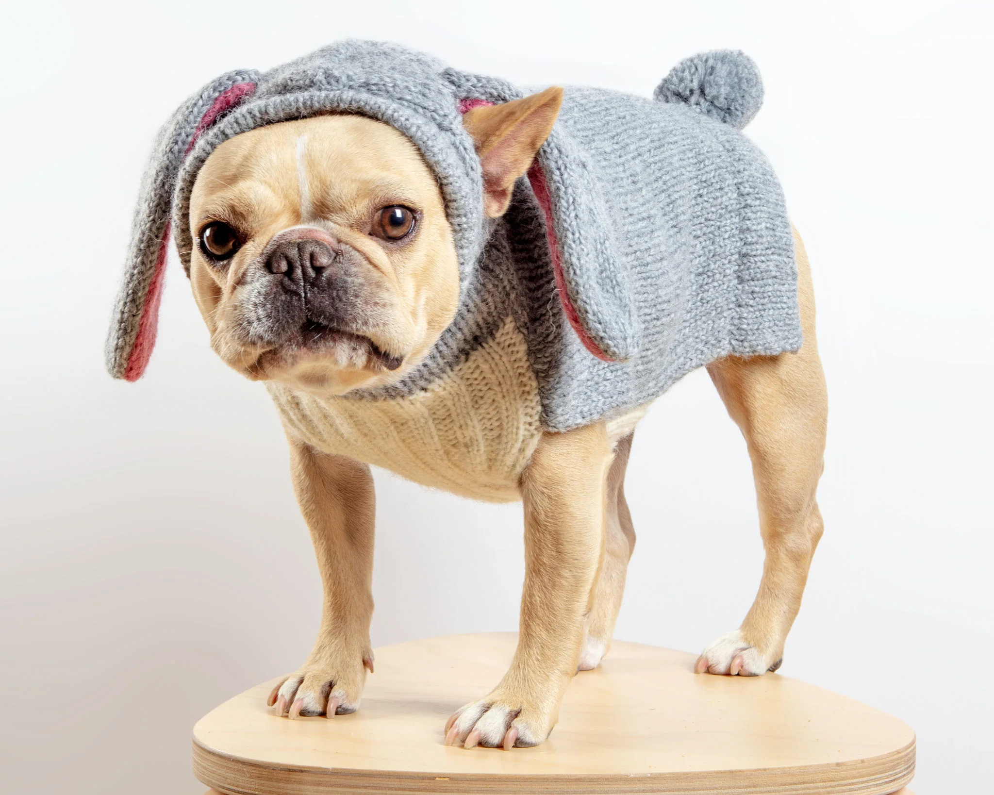 Ear-Resistable Hand-Knit Bunny Dog Sweater (DOG & CO. Exclusive) (FINAL SALE) - Image 5