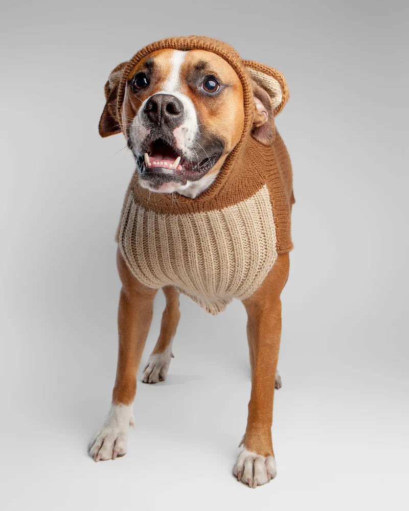 Teddy Bear Handknit Dog Sweater