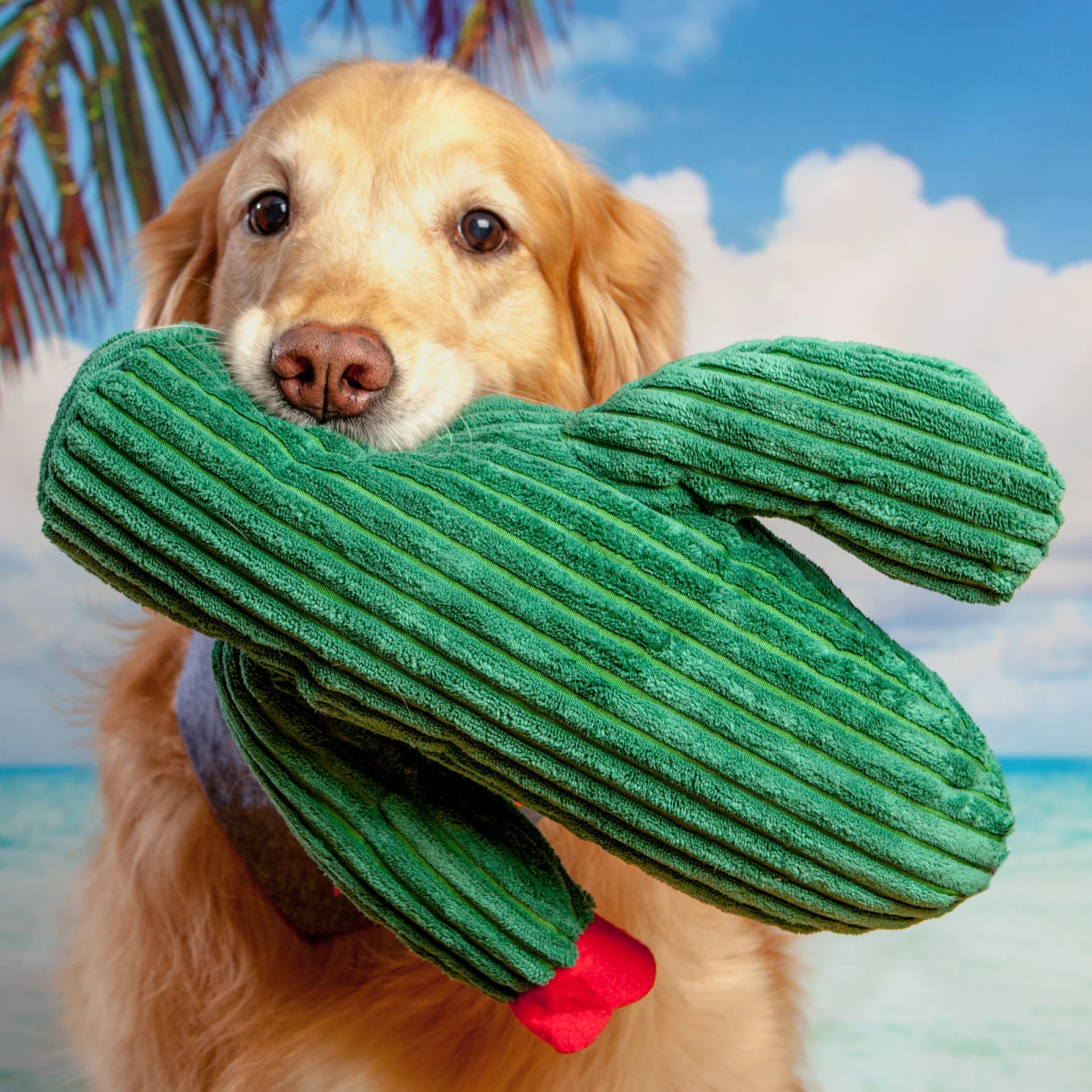 Cactus Plush Toy (FINAL SALE) - Image 2