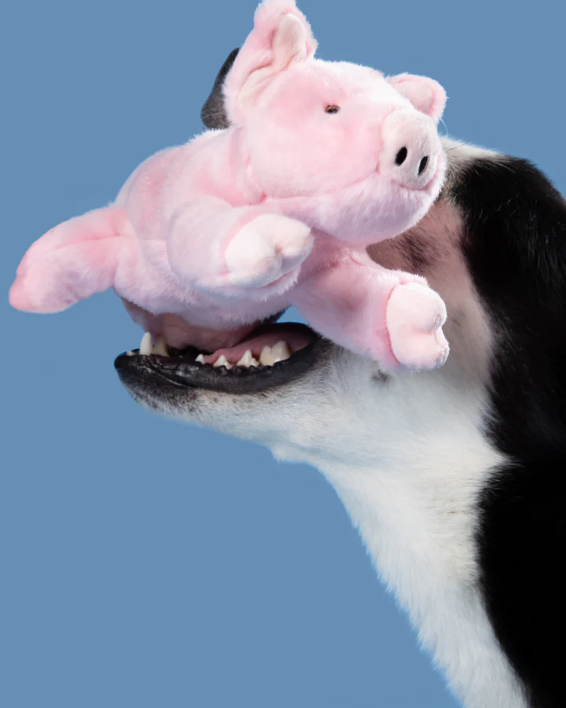 Petey Pig Plush Squeaky Dog Toy - Image 6