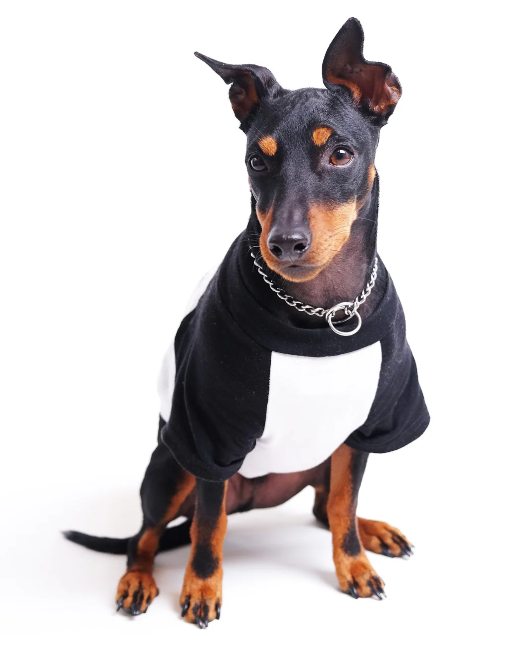 Rolling Bones Raglan Dog Tee (FINAL SALE) - Image 3