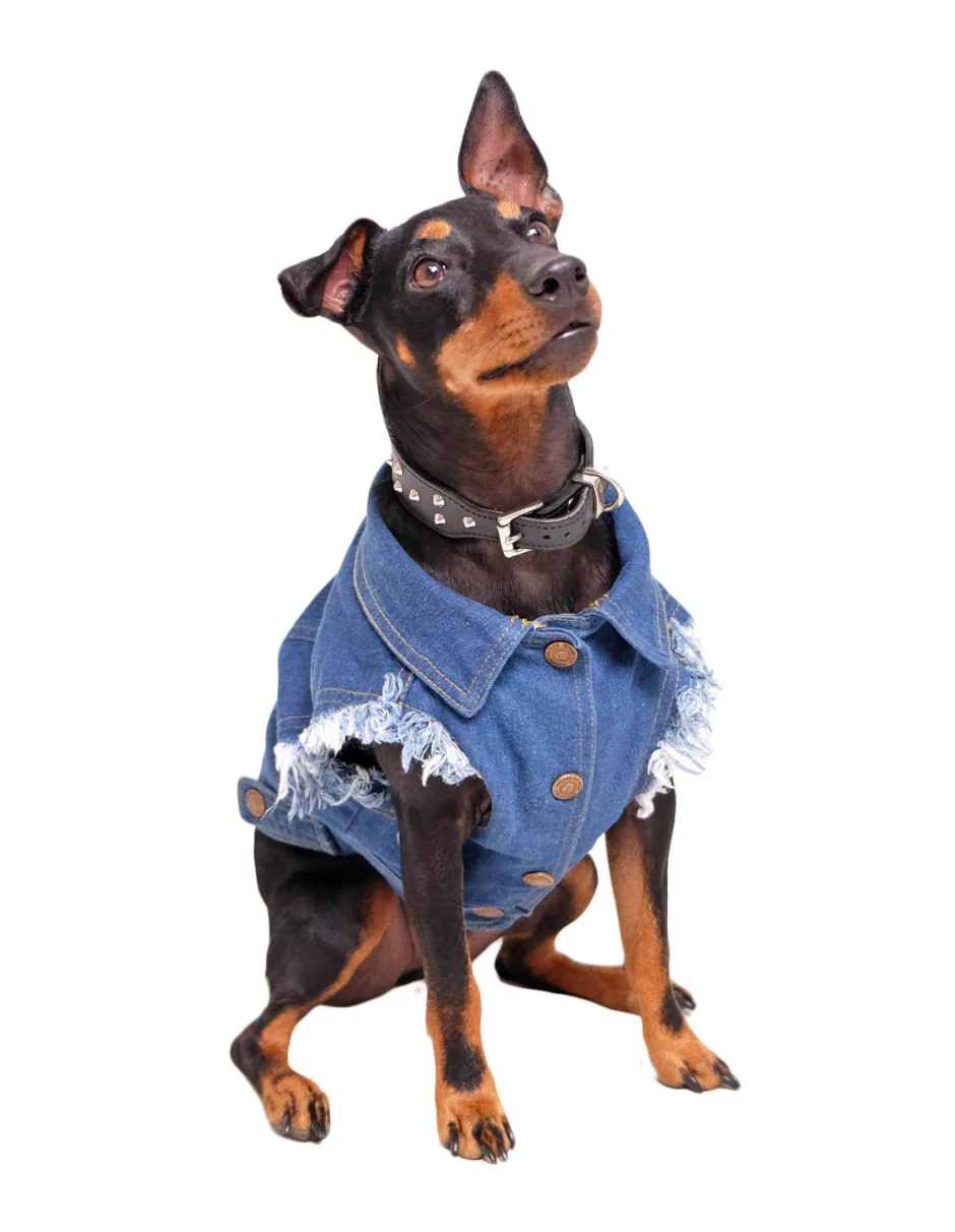 Raw Blue Denim Dog Jacket with Patches << CLEARANCE >> - Image 4