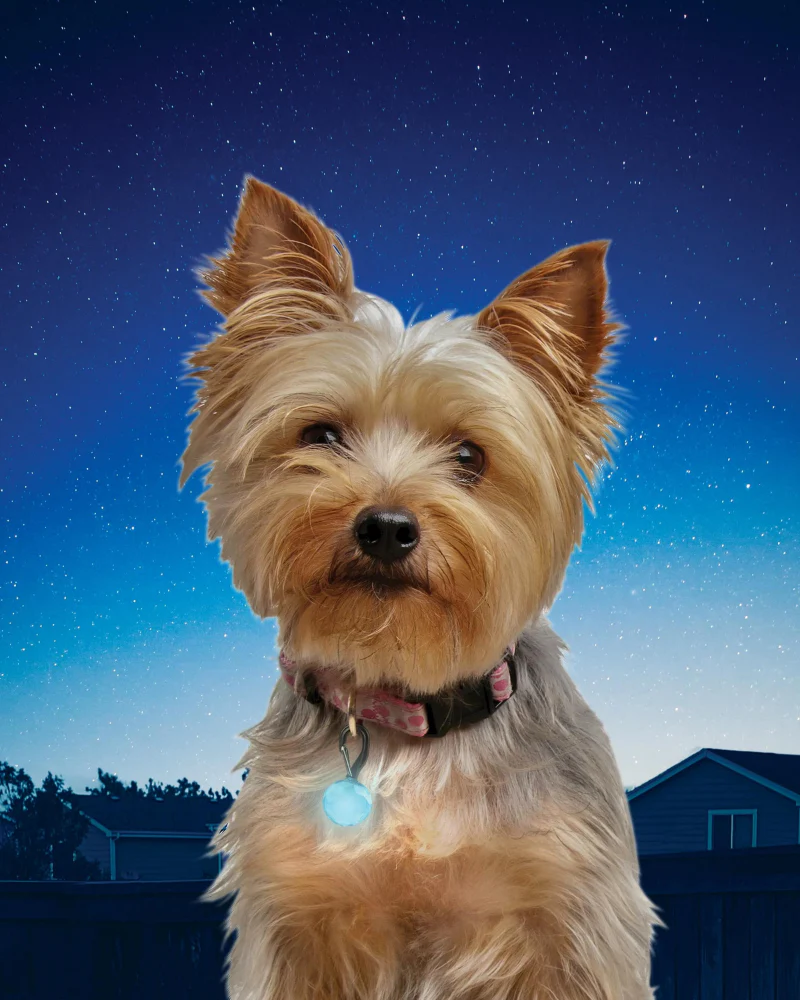 PetLit LED Dog Collar Mini Light - Image 2