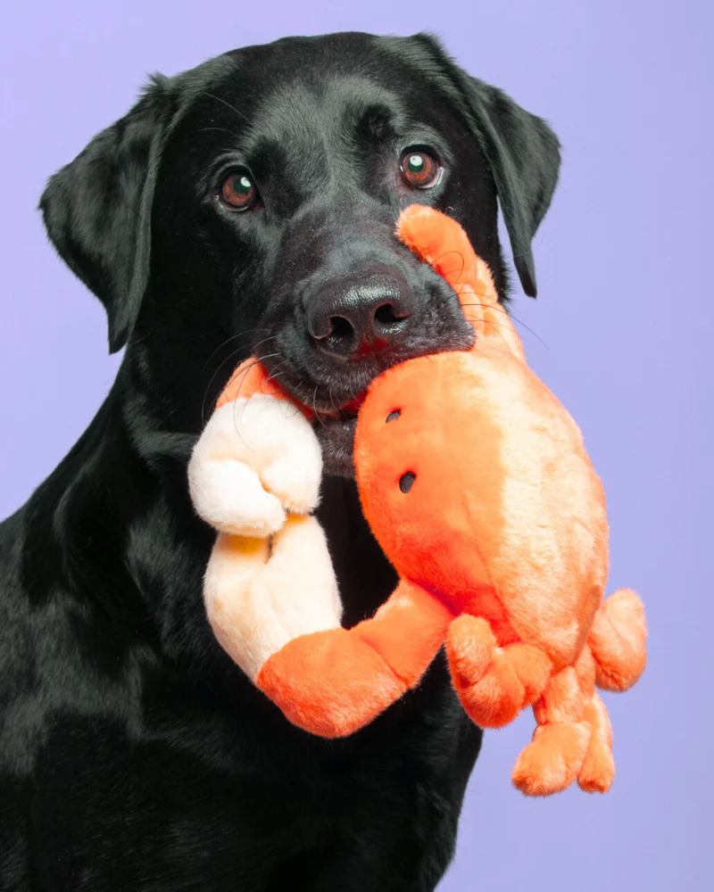 Phyllis the Crab Plush Squeaky Dog Toy - Image 2