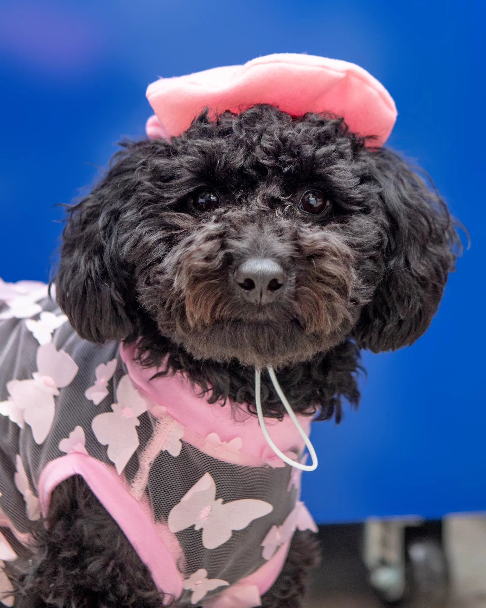 Pink Beret Petite Pet Hat (Made in the USA) - Image 3