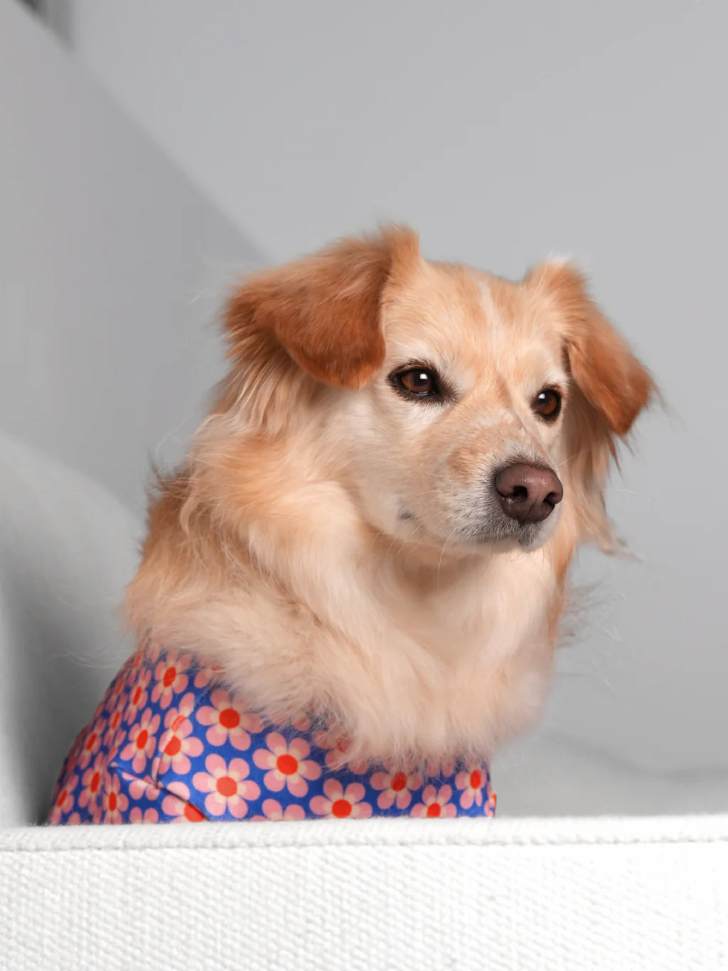 Pink Lotus Dog Shirt - Image 5
