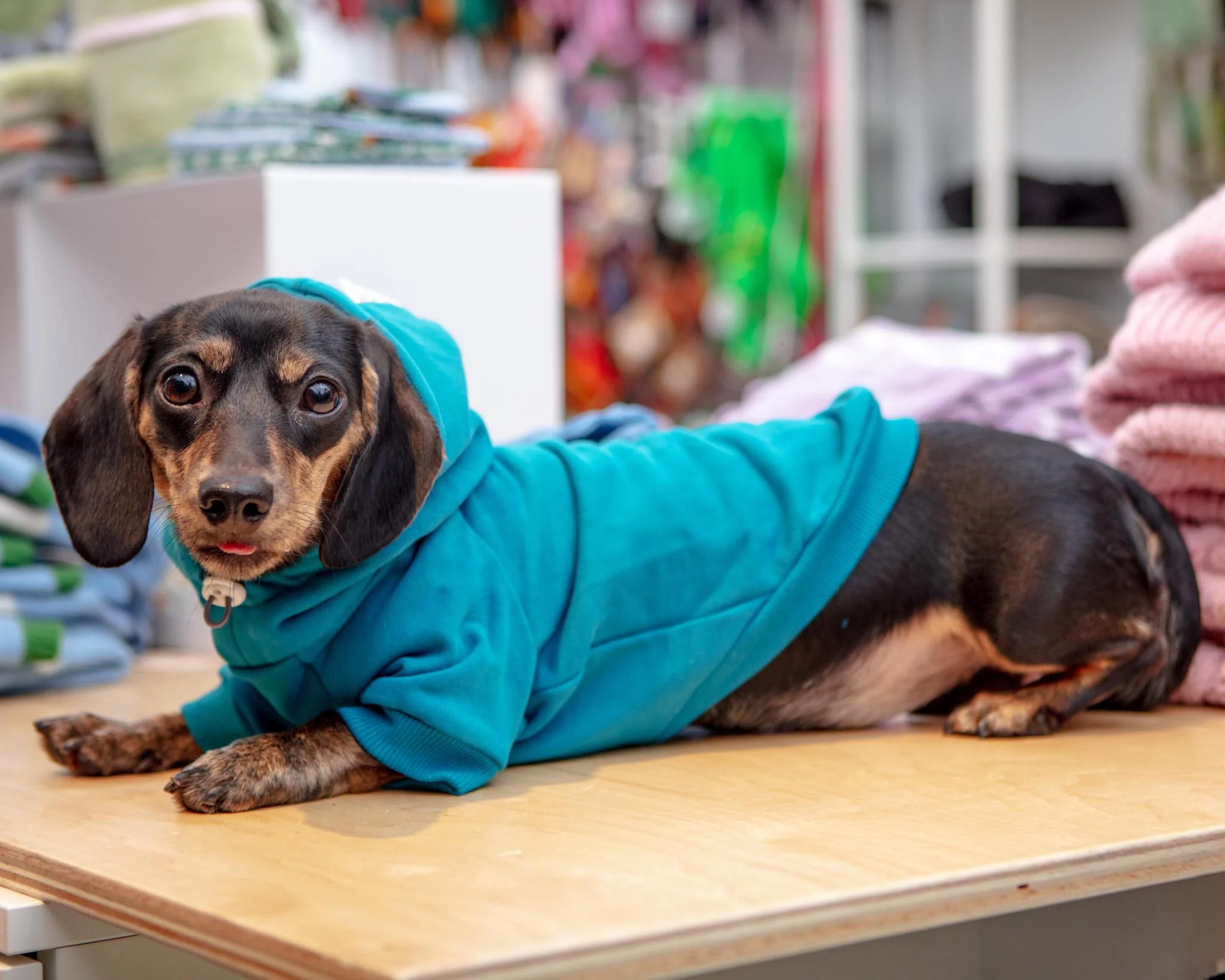Dog Hoodie in Teal (CLEARANCE) - Image 4