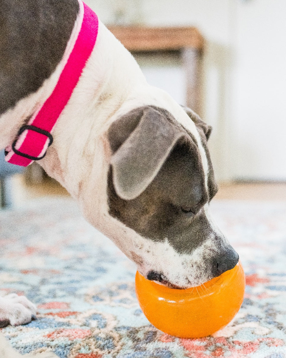 Orbee-Tuff Snoop Interactive 5" Dog Toy (Made in the USA) - Image 5