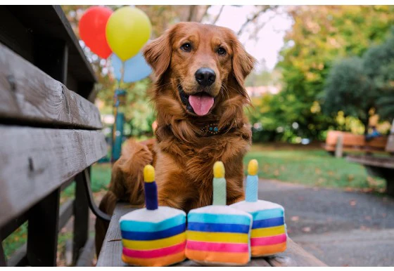 Bone-Appetite Birthday Cake Dog Toy - Image 4