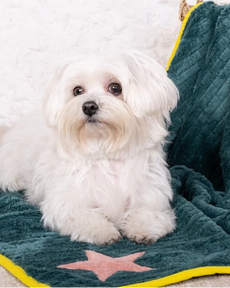 Star Plush Dog Blanket in Green w/ Yellow Trim (Made in Spain) - Image 8