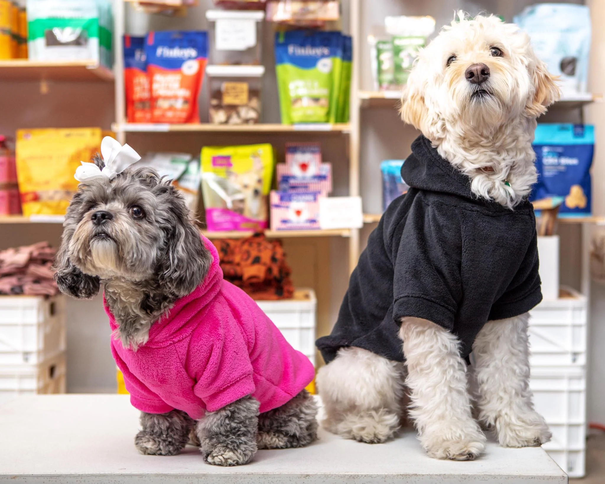 Plush Dog Hoodie in Black (Made in the USA) - Image 3