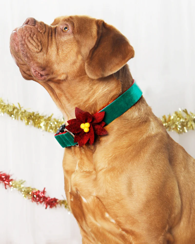 Poinsettia Holiday Dog Collar Flower (Made in the USA)