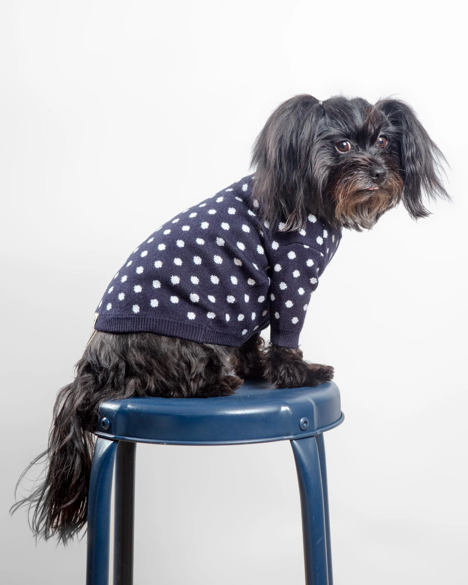 Polka Dot Knit Dog Sweater in Navy (FINAL SALE) - Image 3