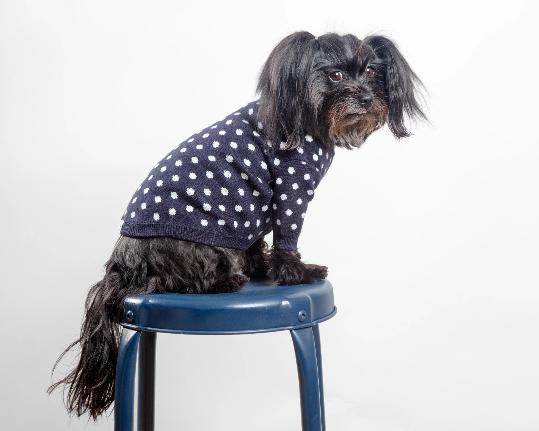 Polka Dot Knit Dog Sweater in Navy (FINAL SALE) - Image 4