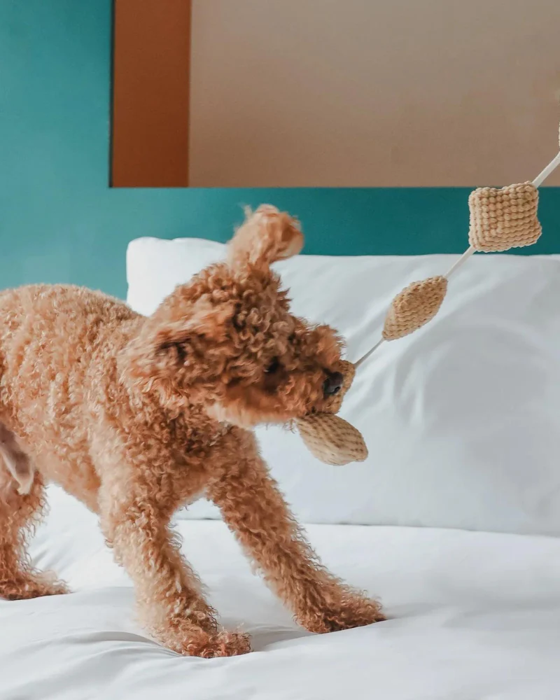 Popcorn Nosework Dog Toy - Image 5