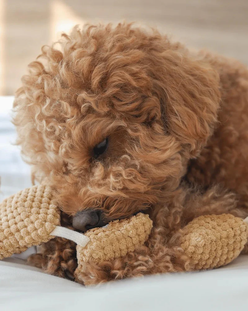 Popcorn Nosework Dog Toy - Image 8