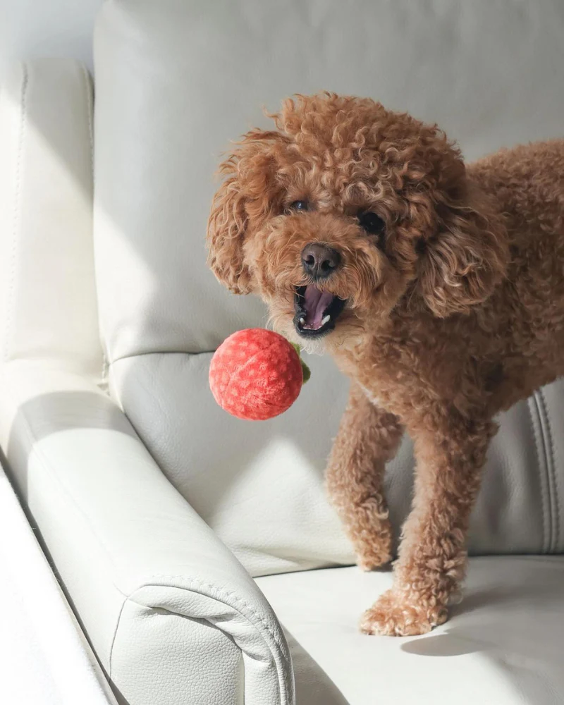 Tomato Soup Nosework Dog Toy - Image 3