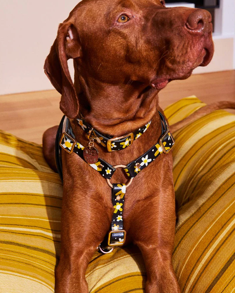Posie Leather Dog Harness in Sunshine