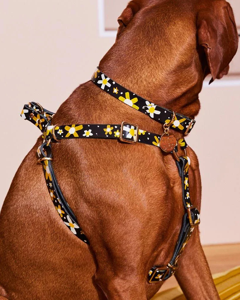 Posie Leather Dog Harness in Sunshine - Image 3