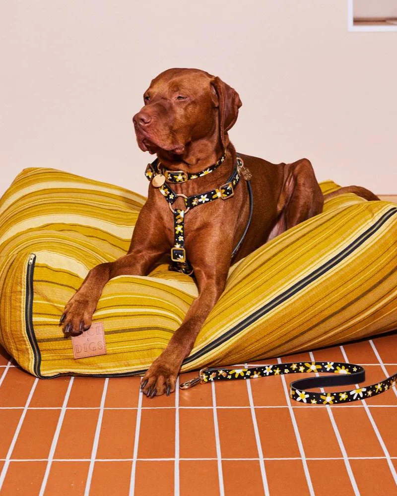 Posie Leather Dog Harness in Sunshine - Image 5