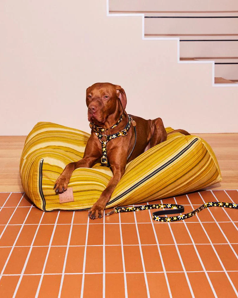 Posie Leather Dog Harness in Sunshine - Image 6