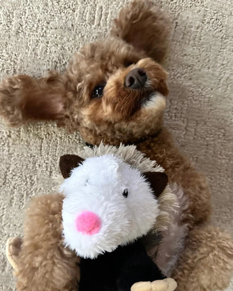 Possum Rope Body Dog Toy - Image 6