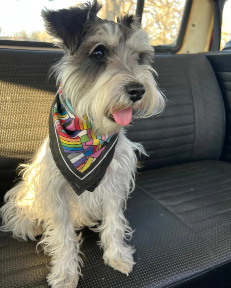 Pride Bandana for Human & Dog (16"x16") - Image 7