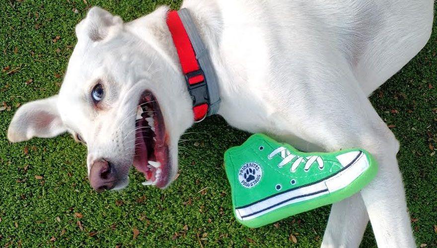 PRIDEBITES | Hip Sneaker Dog Toy - Image 4