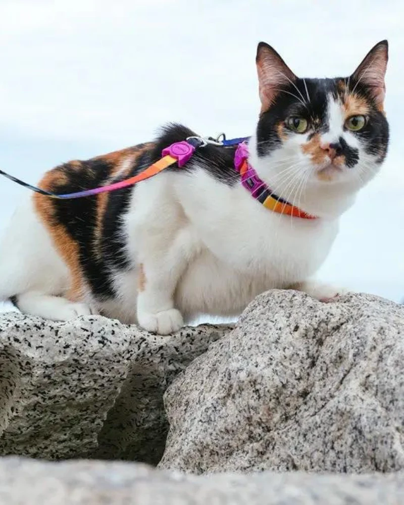 Prisma Cat Harness w/ Leash - Image 2