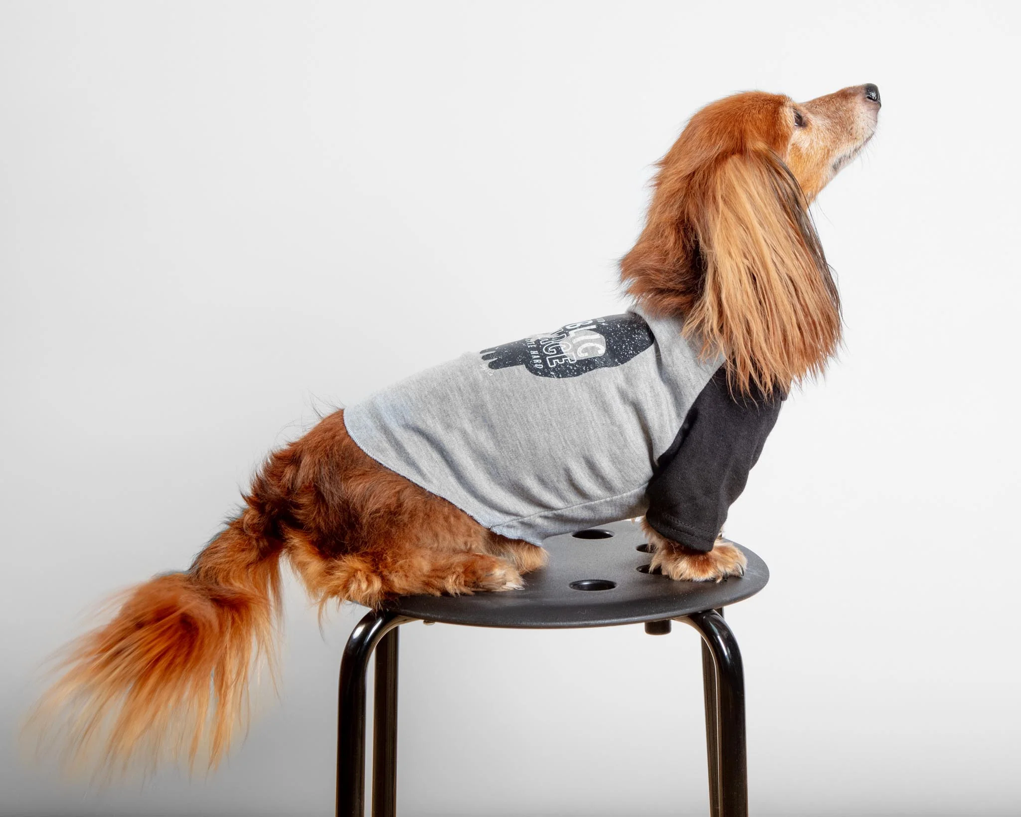 *Public Menace* Graphic Dog T-Shirt (FINAL SALE) - Image 4