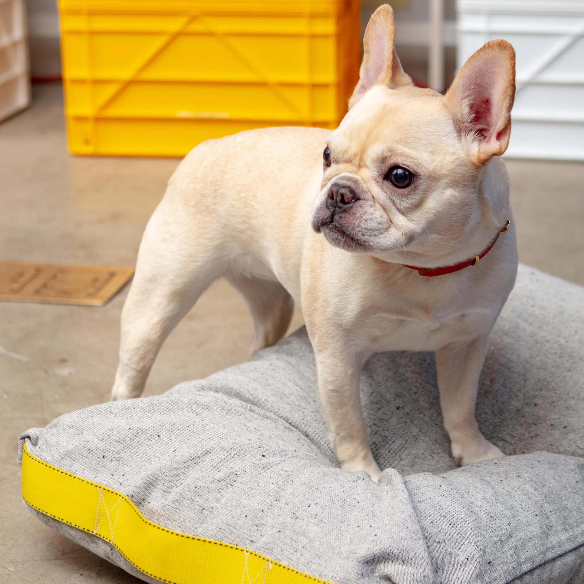 Cotton Pet Cushion in Olive or Ivory Black (FINAL SALE) - Image 2