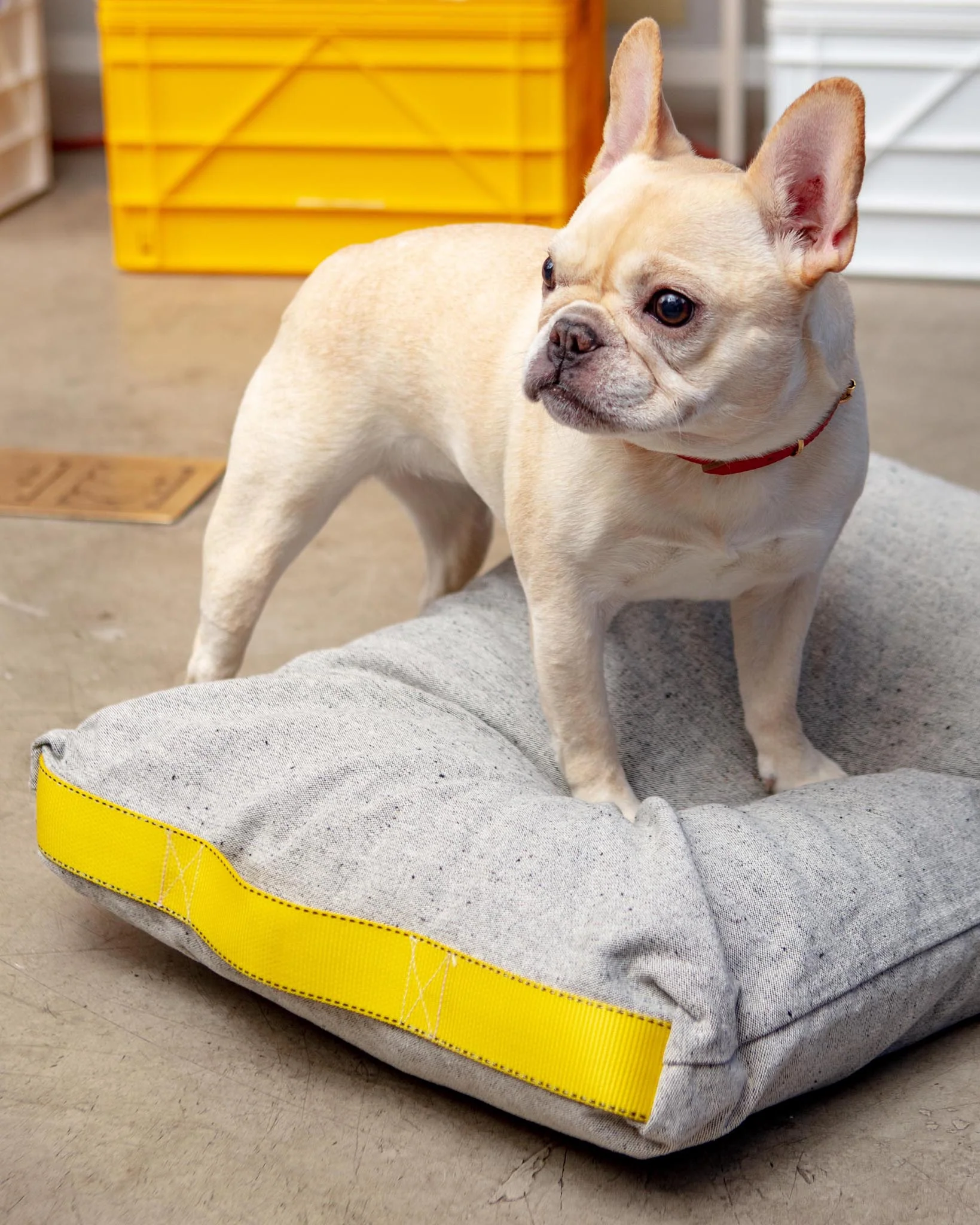 Cotton Pet Cushion in Olive or Ivory Black (FINAL SALE) - Image 8